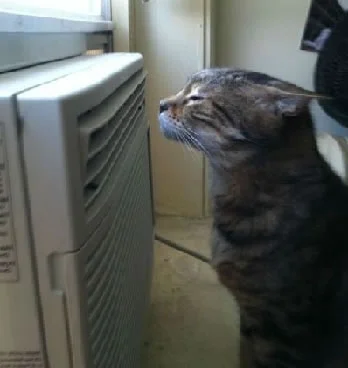 Cat enjoying air conditioning